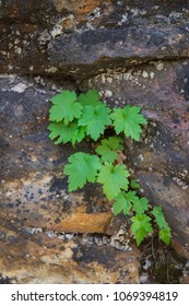 Assorted Plants Growing on Rocks