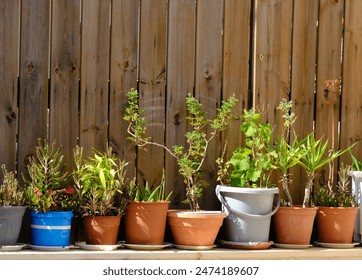 Assorted potted plants on a wooden deck against a wooden fence, featuring succulents, flowering shrubs, and leafy greens under sunlight. - Powered by Shutterstock