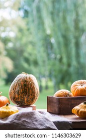 Assorted pumpkins and squashes on rustic wooden boards with an shinning autumn backdrop