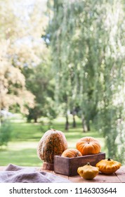 Assorted pumpkins and squashes on rustic wooden boards with an shinning autumn backdrop