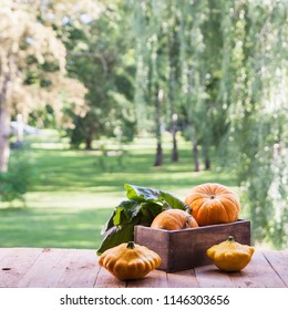 Assorted pumpkins and squashes on rustic wooden boards with an shinning autumn backdrop
