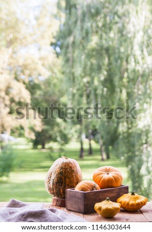 Assorted pumpkins and squashes on rustic wooden boards with an shinning autumn backdrop