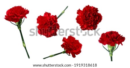 An assorted red carnation cutouts. Contains a total of five flowers.