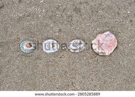 Assorted Seashells Lined Up on Beach Sand