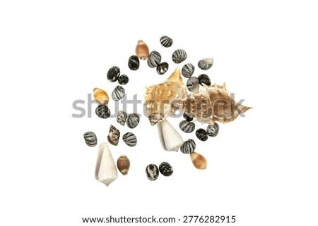 Assorted seashells and small stones on a white background.