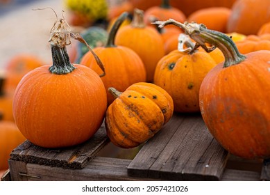 Assorted Small Pumpkins For Sale On Display In The Sun