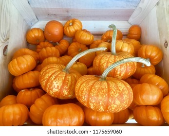 Assorted Small  Pumpkins In Wooden Crate