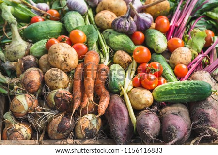 Assorted vegetable background, bio organic vegetables, fresh farm produce on farmer market