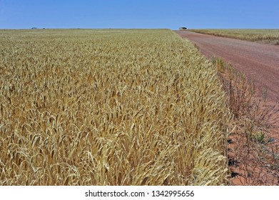 Assorted  views of wheat paddocks, with green growing wheat, dry golden wheat ears, ready to harvest,   lastly paddocks of stubble.