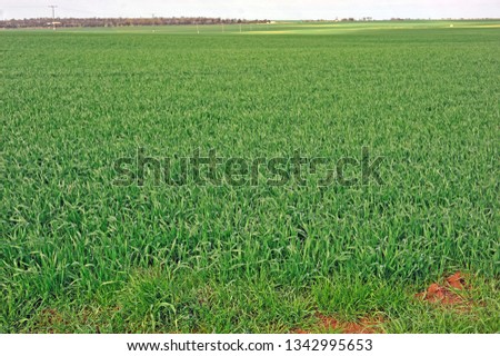 Assorted  views of wheat paddocks, with green growing wheat, dry golden wheat ears, ready to harvest,   lastly paddocks of stubble.
