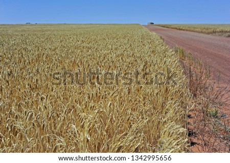 Assorted  views of wheat paddocks, with green growing wheat, dry golden wheat ears, ready to harvest,   lastly paddocks of stubble.