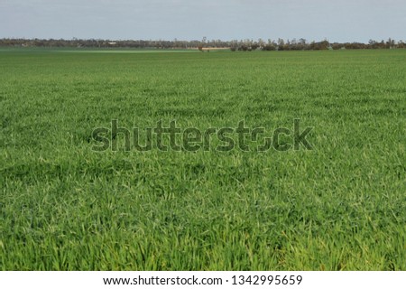 Assorted  views of wheat paddocks, with green growing wheat, dry golden wheat ears, ready to harvest,   lastly paddocks of stubble.