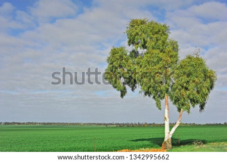 Assorted  views of wheat paddocks, with green growing wheat, dry golden wheat ears, ready to harvest,   lastly paddocks of stubble.