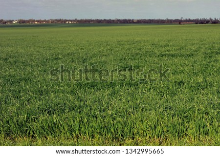 Assorted  views of wheat paddocks, with green growing wheat, dry golden wheat ears, ready to harvest,   lastly paddocks of stubble.