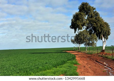 Assorted  views of wheat paddocks, with green growing wheat, dry golden wheat ears, ready to harvest,   lastly paddocks of stubble.