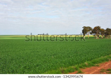 Assorted  views of wheat paddocks, with green growing wheat, dry golden wheat ears, ready to harvest,   lastly paddocks of stubble.
