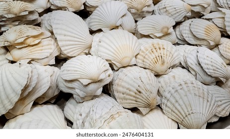 Assorted white seashells collection, close up, ideal for marine themed designs, summer crafting projects, and beach vacation concepts