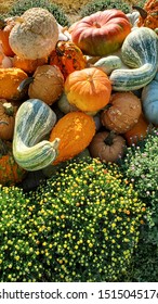 Assorted Winter Squash Pile With Budding Mums