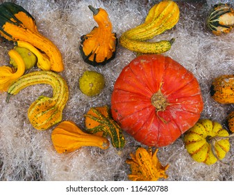 Assorted Winter Squashes Aka Pumpkins