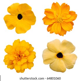 Assorted yellow blossoming on white