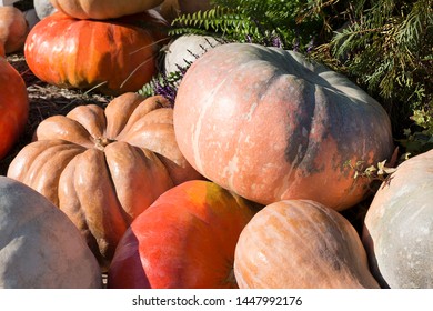 Assortment of colorful pumpkins. Autumn harvest of bright orange, red, pink gourds