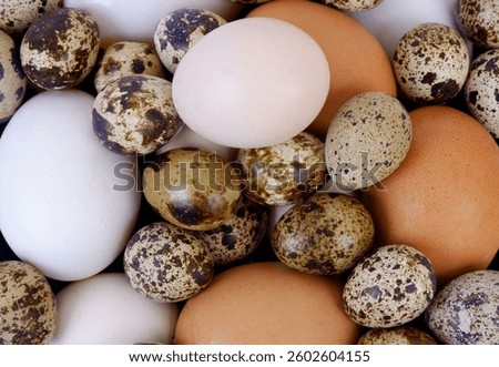 Assortment of different birds eggs as background.	