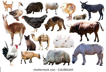 Assortment Different Pet Farm Animals Isolated Stock Photo 1161881644 