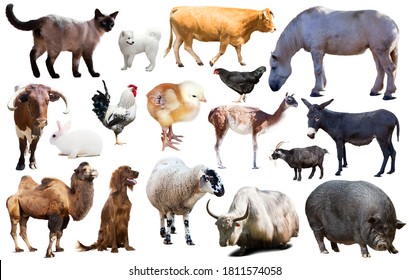 Set Various Farming Animals Including Cattle Stock Photo 1550018147 ...