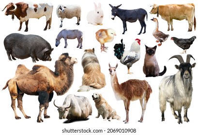 Assortment Different Pet Farm Animals Isolated Stock Photo (Edit Now ...