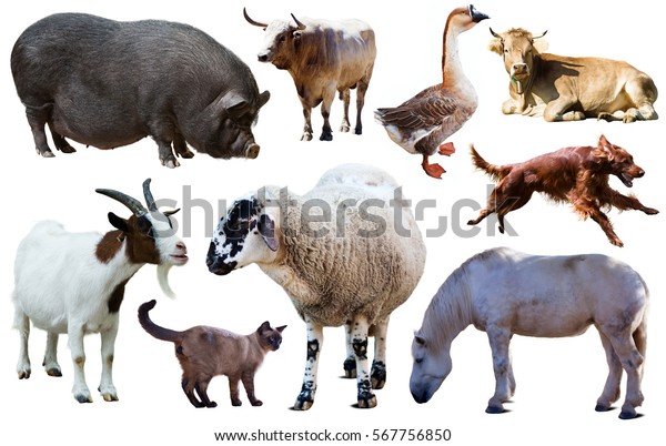 Assortment Different Pet Farm Animals Isolated Stock Photo (Edit Now ...