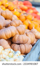 assortment of different pumpkins at pumpkin patch or farmers market