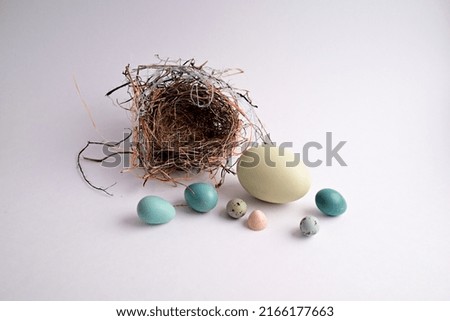 assortment of found abandoned eggs and shells and a perfect nest