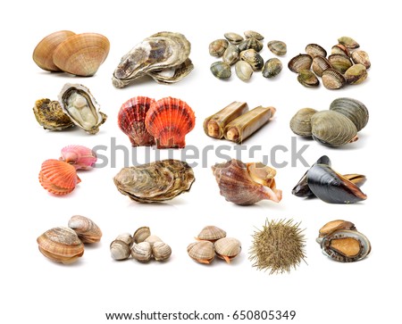 Assortment of fresh shellfish on white background