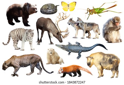 66 Gazelles kind Images, Stock Photos & Vectors | Shutterstock