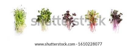 Assortment of micro greens. Growing kale, alfalfa, sunflower, arugula, mustard sprouts, panorama, Healthy lifestyle concept