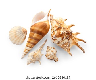 Assortment of natural seashells and conch shells marine life and ocean exploration beach vacation and summer travel, a diverse collection of natural seashells and conch shells are arranged on a clean
