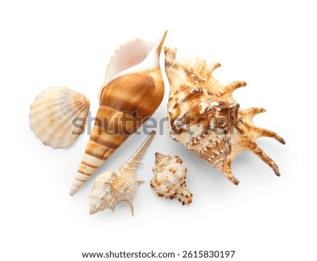 Assortment of natural seashells and conch shells marine life and ocean exploration beach vacation and summer travel, a diverse collection of natural seashells and conch shells are arranged on a clean