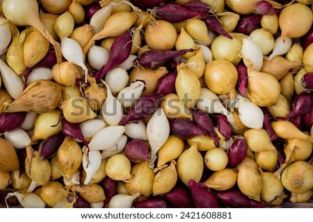 Assortment of onion bulbs of different varieties view from the top Foto d'archivio © 