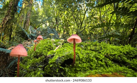 An assortment of pink and white Mycena mushrooms perch atop a fallen tree in the forest. - Powered by Shutterstock