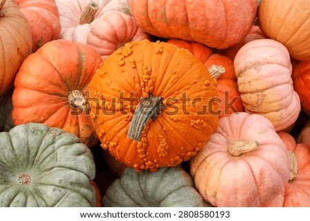An assortment of pumpkins at a pumpkin patch in Beaumont, Texas