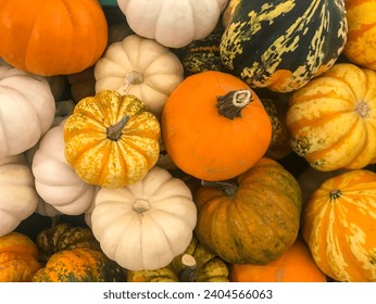 Assortment of pumpkins and squashes as a seamless colored background