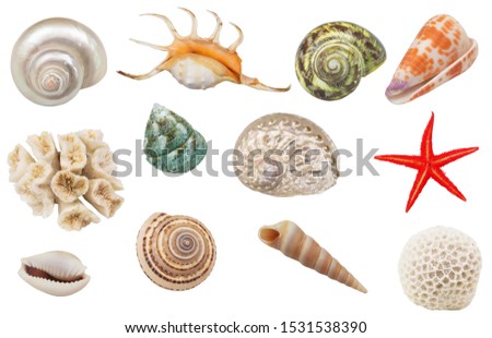 Assortment of seashells, coral and starfish  isolated on white background