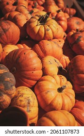 An Assortment Of Small Pumpkins