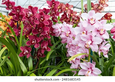 Assortment Yellow Red Pink Orchid Plant Flowers in Greenhouse, family Orchidaceae. Arrangement of Blooming Different Colors Flowers with Green Leaves in Plant Nursery. Flora, Floriculture. Horizontal. - Powered by Shutterstock