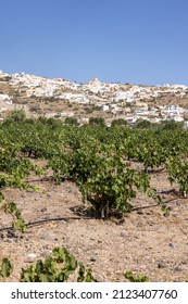Assyrtiko - indigenous wine grape in wineyard on Santorini Island, Greece