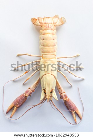 Astacoidea isolated with white background,Procambarus Clarkii Orange Ghost.