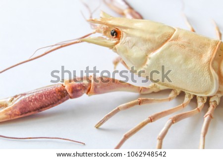 Astacoidea isolated with white background,Procambarus Clarkii Orange Ghost.