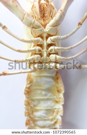  Astacoidea on white background
