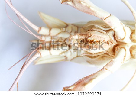  Astacoidea on white background