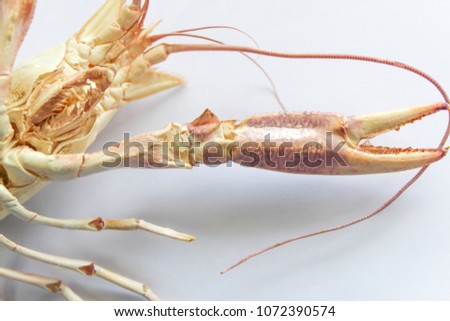  Astacoidea on white background